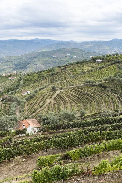 Hills covered with vineyards in Portugal — Stock Photo, Image