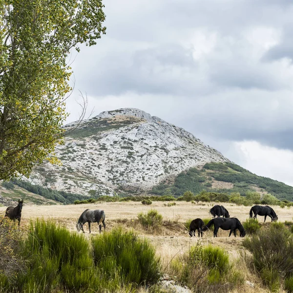 Caballos pastando en un prado — Foto de Stock