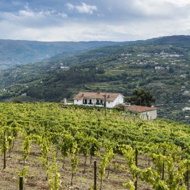 Douro Nehri bölgesinde seyahat et