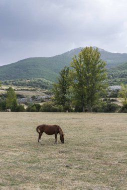 Atlar çayırda otluyor.