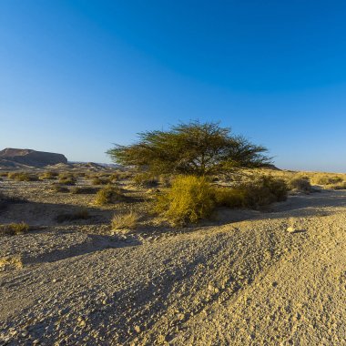 Doğada ıssız Infinity