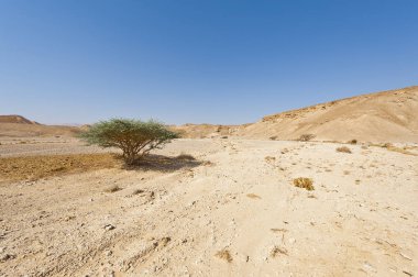 Sonsuzluk içinde Kuru ağaç 