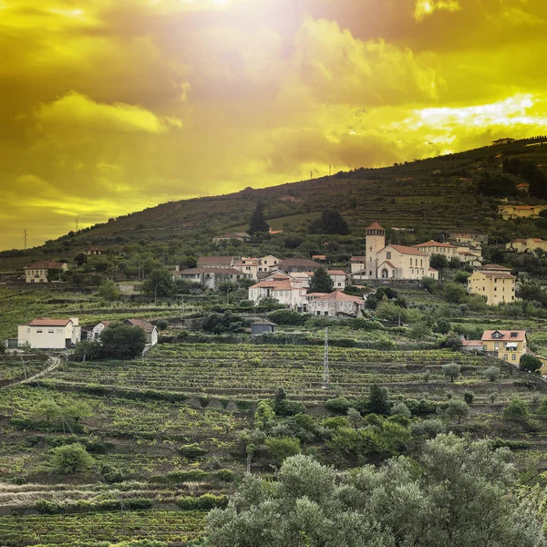 Viticulture on the Portuguese hills — Stock Photo, Image