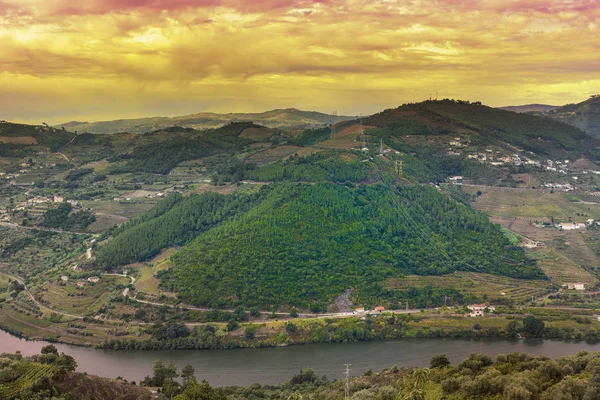 Viticulture sur les collines portugaises — Photo