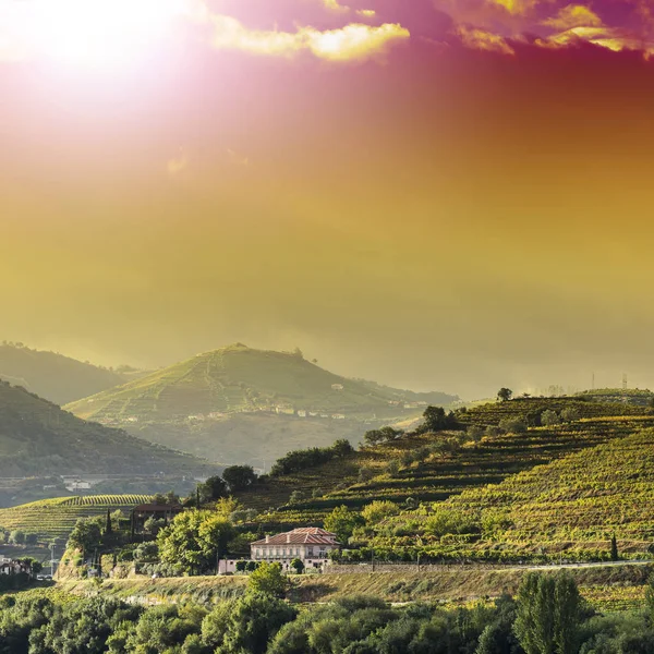 ポルトガルの丘のブドウ栽培 — ストック写真