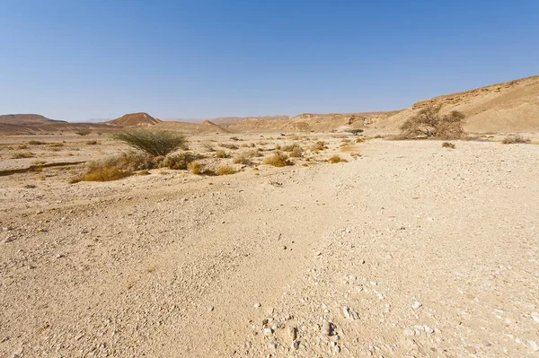 Droge boom in de oneindigheid — Stockfoto