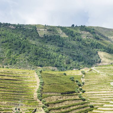 Portekiz 'in Douro Nehri bölgesinin üzüm bağları. Portekiz kırsalının manzarası