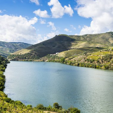 Portekiz 'in Douro Nehri bölgesinin üzüm bağları. Portekiz kırsalının manzarası