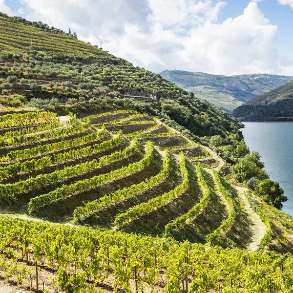 Portekiz Douro Nehri Bölgesinin Üzüm Bağları Portekiz Kırsalının Manzarası — Stok fotoğraf