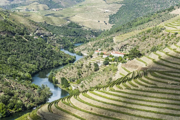 Αμπελώνες Της Περιοχής Του Ποταμού Douro Στην Πορτογαλία Αξιοθέατα Της — Φωτογραφία Αρχείου