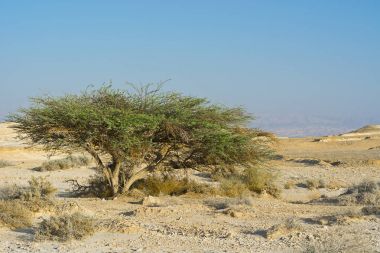 İsrail 'deki Negev Çölü' nün cansız sonsuzluğunda yaşam. Ortadoğu 'nun nefes kesici manzarası ve doğası.