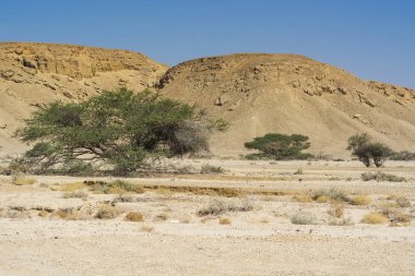 Cansız bir çölde hayat