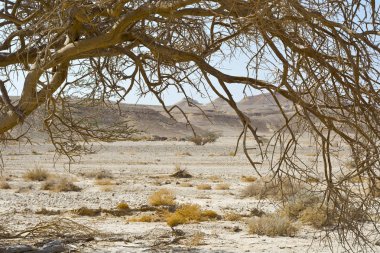 Cansız bir çölde hayat