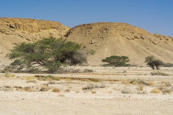 Cansız bir çölde hayat