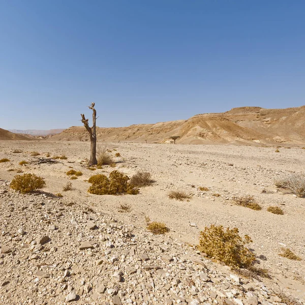 Melancholie en leegte van de woestijn in Israël. — Stockfoto