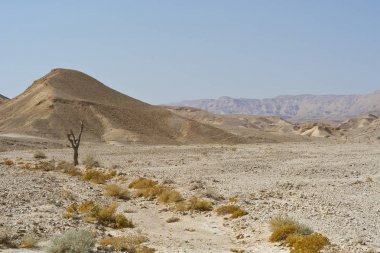 Cansız bir çölde hayat