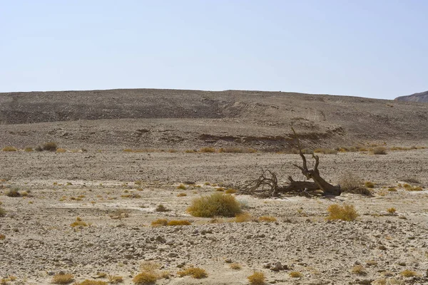 Life in a lifeless desert — Stock Photo, Image