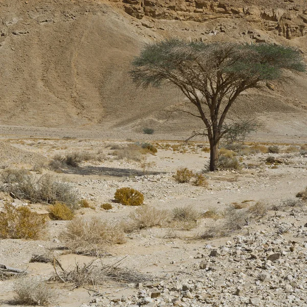 Life in a lifeless desert — Stock Photo, Image