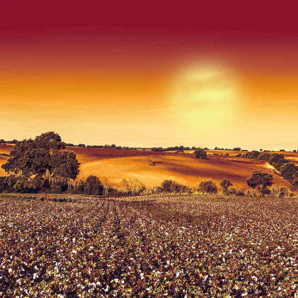 Cotton field in mysterious light — Stock Photo, Image