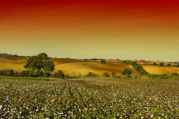 Cotton field in mysterious light — Stock Photo, Image