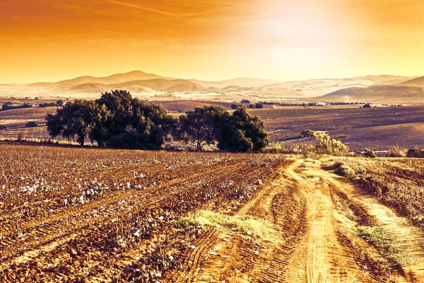 Mystic light above the fields — Stock Photo, Image