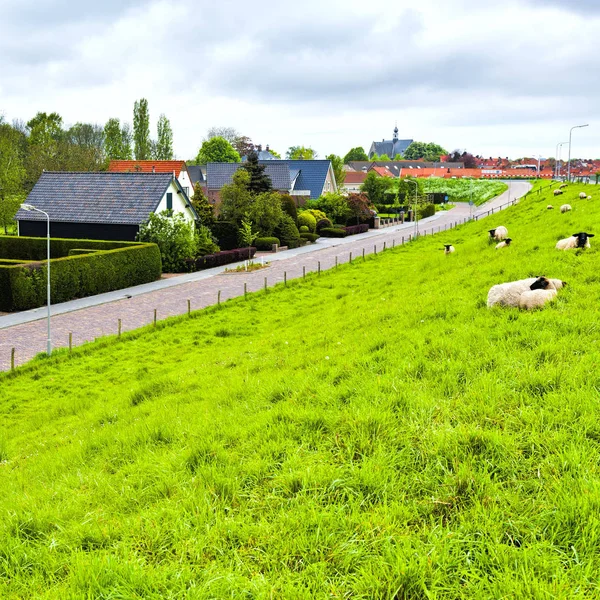 Ovejas en Presa de Protección en Holanda —  Fotos de Stock