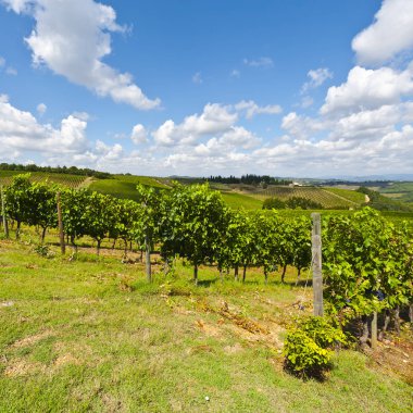 Şarap çiftliği üzüm bağları ile çevrili