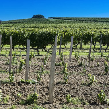 Üzüm hasat önce satırları