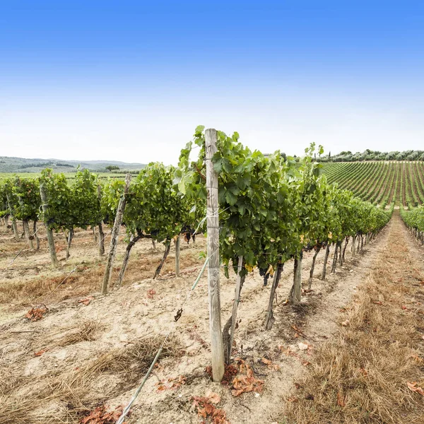 Итальянский пейзаж с виноградниками — стоковое фото