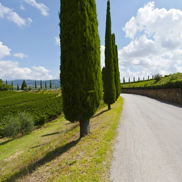 Asphalt road between wine farms — Stock Photo, Image