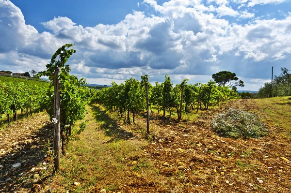 Weinbaubetrieb umgeben von Weinbergen — Stockfoto