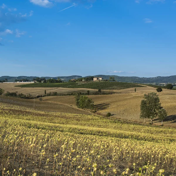 Solros plantation i Toscana — Stockfoto