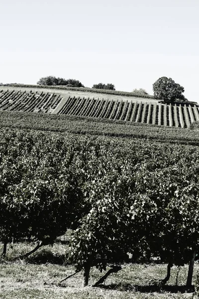 Fileiras de vinhas antes da colheita — Fotografia de Stock