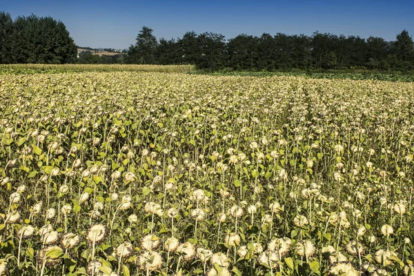 La piantagione di girasole in Toscana — Foto Stock