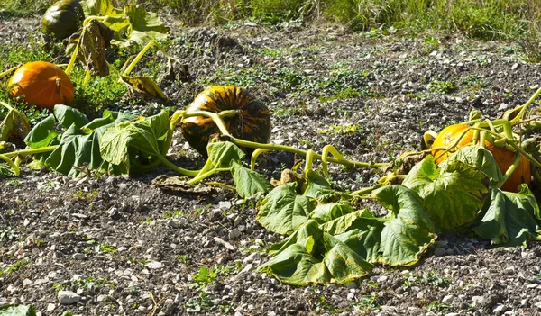 Plantación Calabaza Departamento Alpes Haute Provence Sureste Francia —  Fotos de Stock