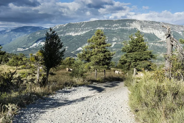 フレンチ アルプスの高山牧草地に牛を放牧します フランス南東部のアルプ オート プロヴァンス部風景 — ストック写真