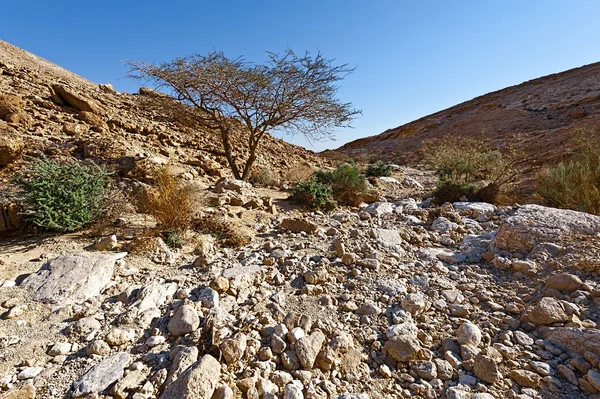 Felsige Hügel Der Negev Wüste Israel Windgeschützte Felsformationen Der Wüste — Stockfoto