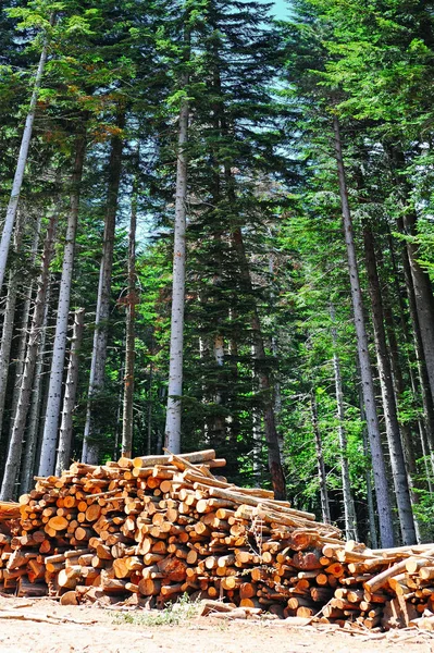 Екологічне знищення лісів у Європі — стокове фото