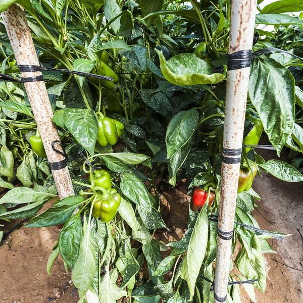 Las naranjas de Oriente Medio — Foto de Stock