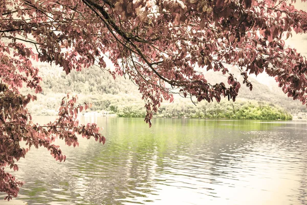 Gouttelettes sur les feuilles rouges — Photo