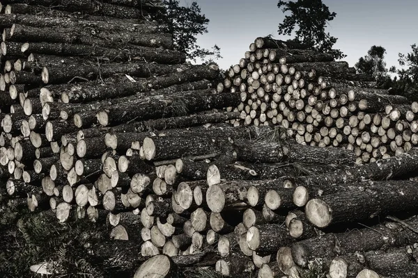 Wood logs in the forest