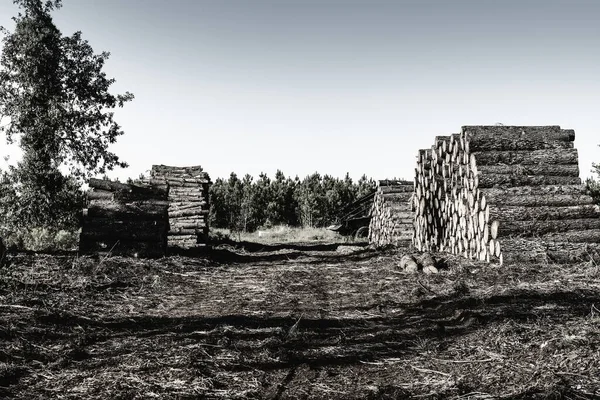 Κορμοί ξύλου στο δάσος — Φωτογραφία Αρχείου