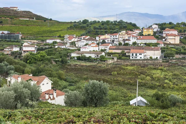 Viñedos en el pueblo portugués —  Fotos de Stock