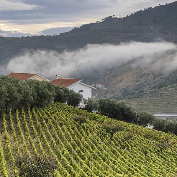 Winnice w Portugalii — Zdjęcie stockowe