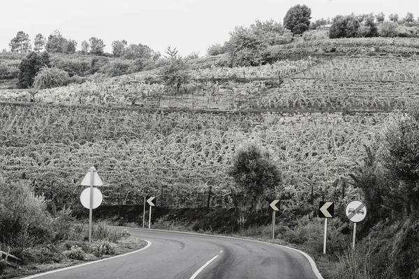 Estrada sinuosa de asfalto entre vinhas — Fotografia de Stock