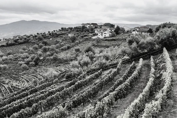 ポルトガルのブドウ園で覆われた丘 — ストック写真