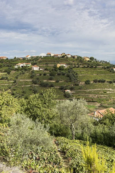 포르투갈에서 포도 덮여 언덕 — 스톡 사진