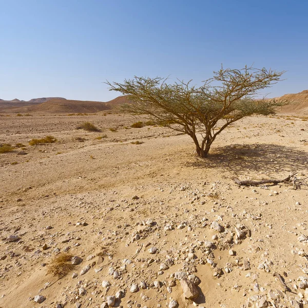 Życia w martwe pustyni — Zdjęcie stockowe