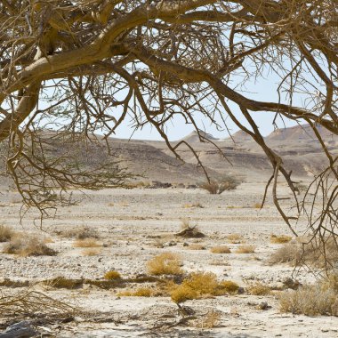 Cansız bir çölde hayat