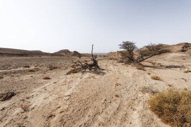 Çölün Tuhaf Örnekleri